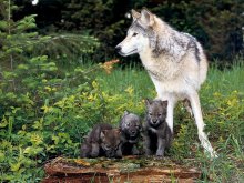 wolf pups and mother.jpg